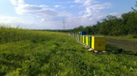 Pastoral la rapiţă