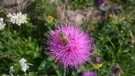 Albină pe floare de scaiete, culege nectar pentru miere polifloră